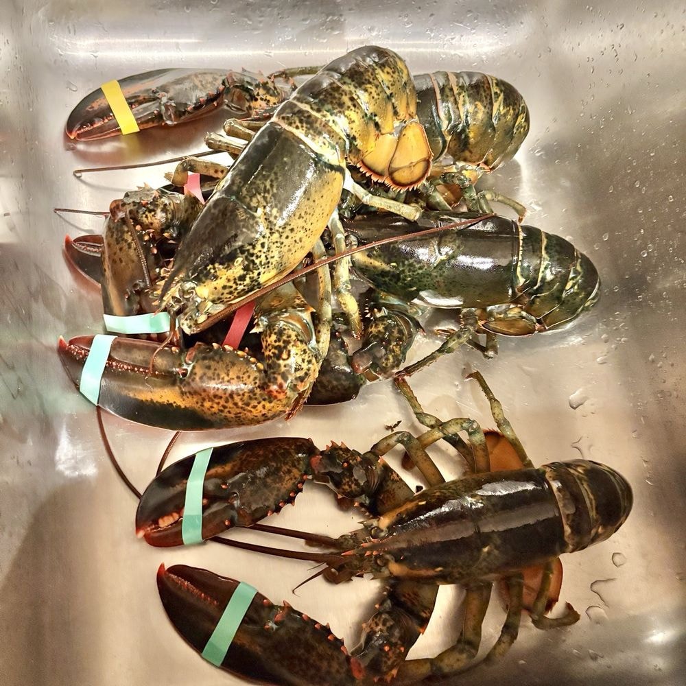 Fresh Lobster