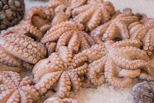 Fresh Octopus