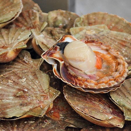 Fresh Scallops