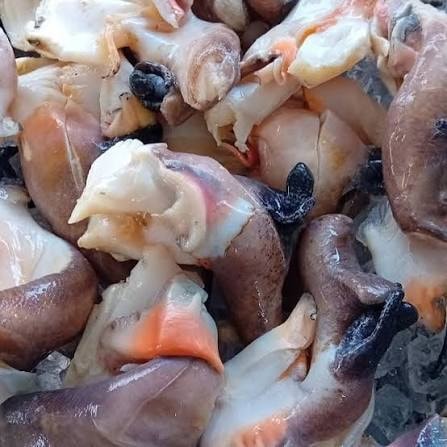 Lambi/Conch