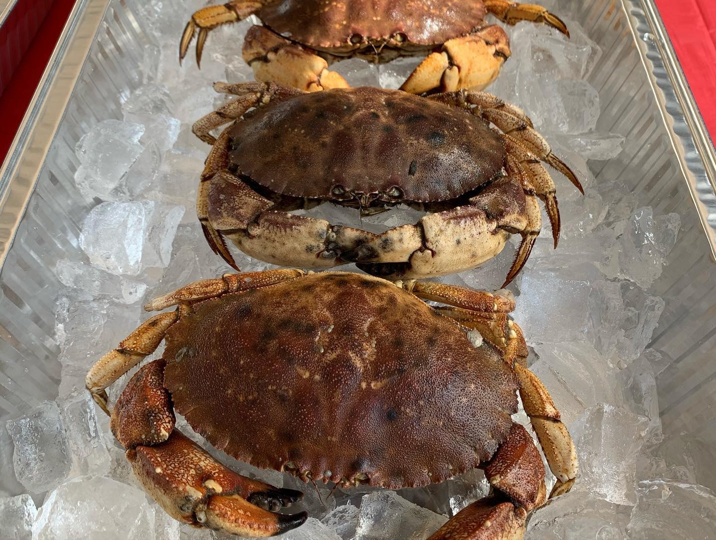 Live Jonah Crab