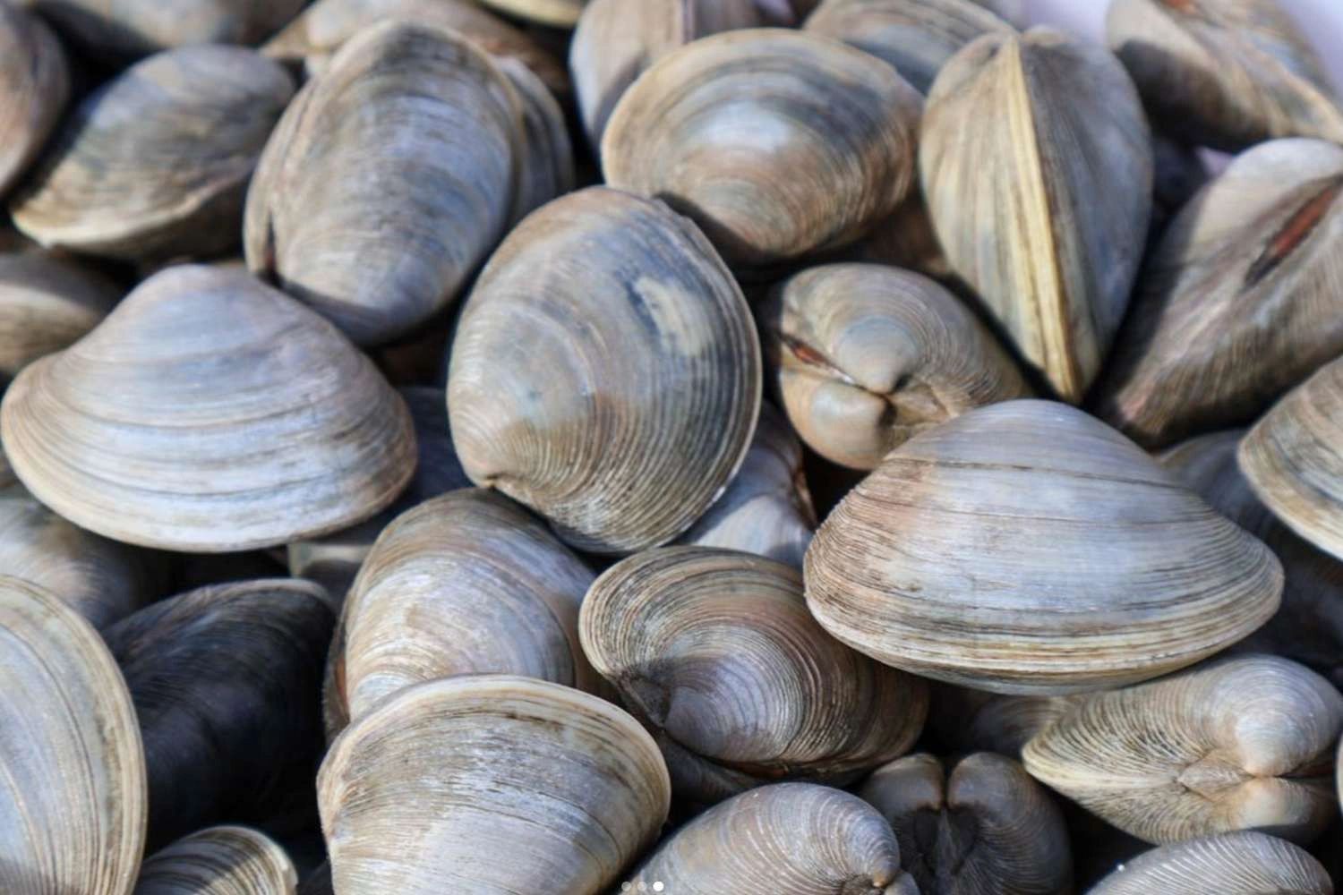 Oysters
