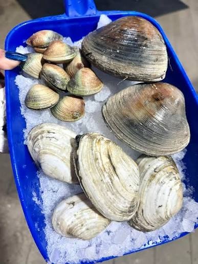 Quahog