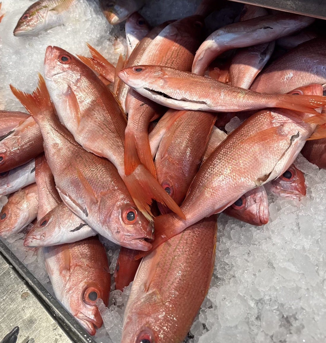Red Fish