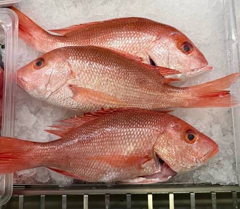 Red Snapper