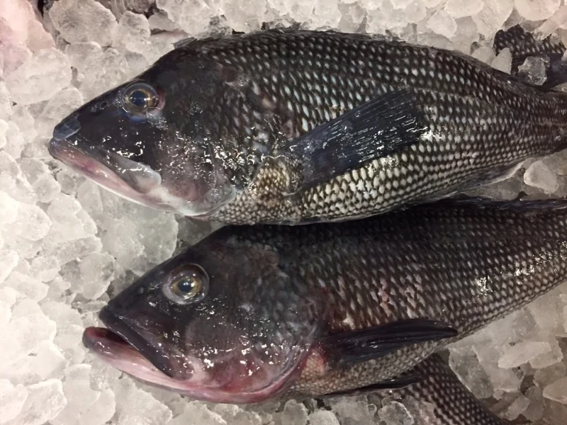 Seabass