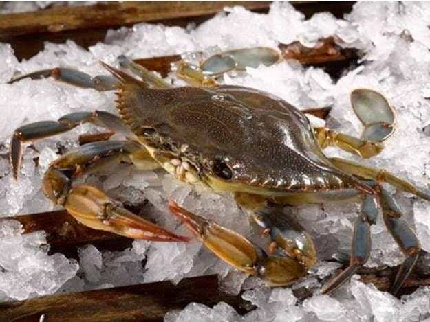 Soft Shell Crab