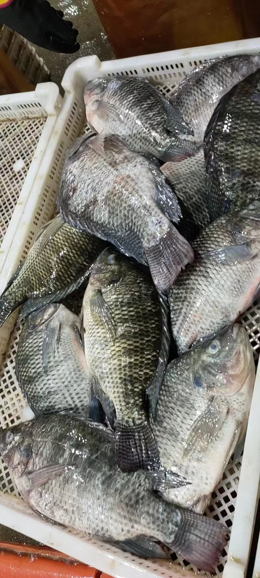 Tilapia